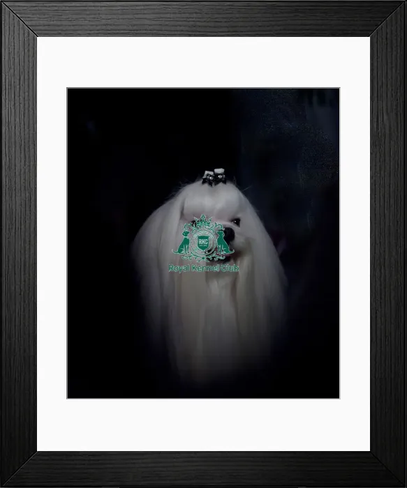 Framed Print : Crufts 2015 Framed Print : Crufts 2015