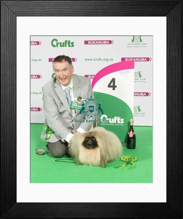 Framed Print : Crufts 2015 Framed Print : Crufts 2015