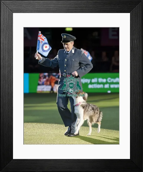 Framed Print : Crufts 2015 Framed Print : Crufts 2015