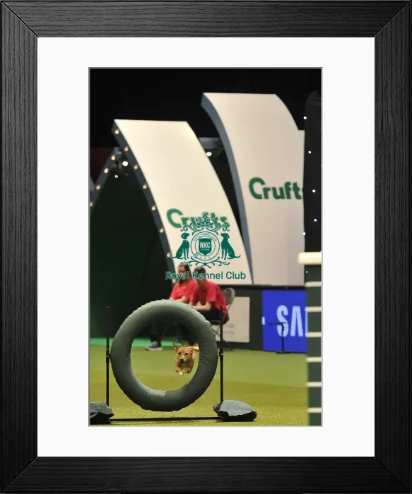 Framed Print : Crufts 2015 Framed Print : Crufts 2015