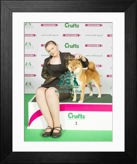 Framed Print : Crufts 2015 Framed Print : Crufts 2015