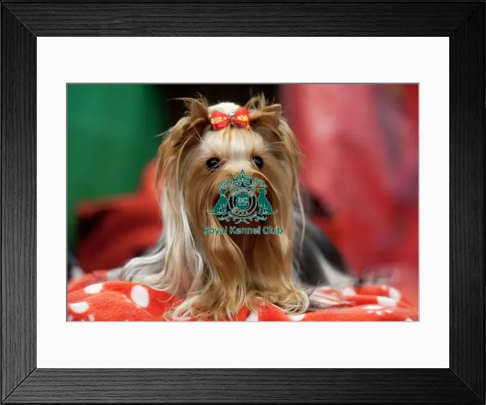 Framed Print : Crufts 2015 Framed Print : Crufts 2015
