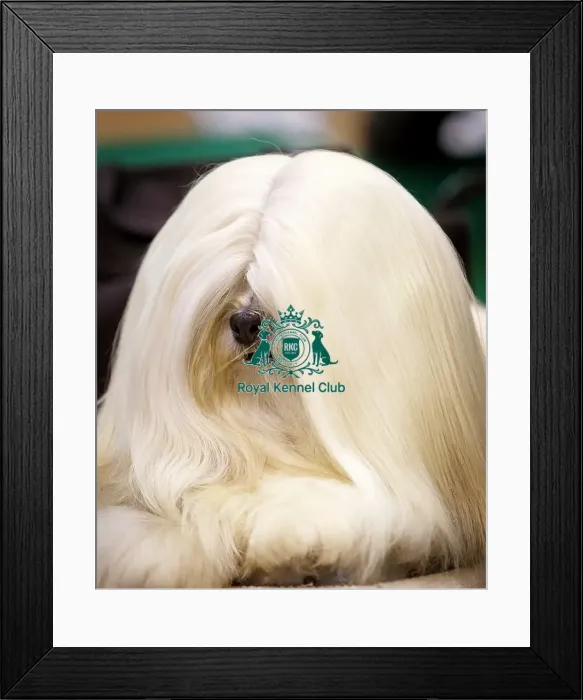 Framed Print : Crufts 2015 Framed Print : Crufts 2015