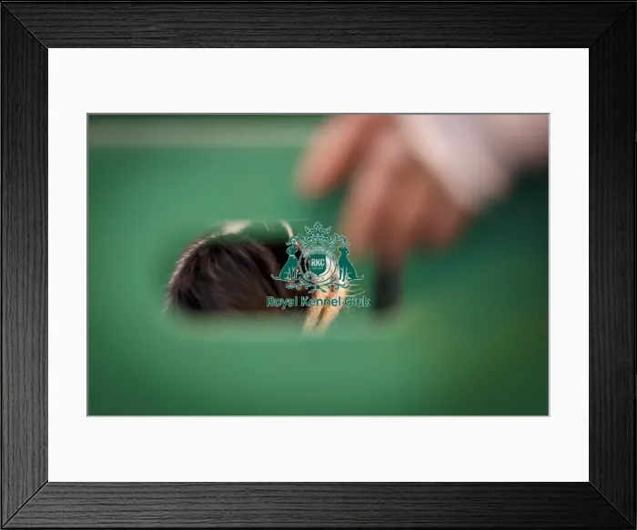 Framed Print : Crufts 2015 Framed Print : Crufts 2015