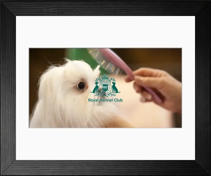 Framed Print : Crufts 2015 Framed Print : Crufts 2015