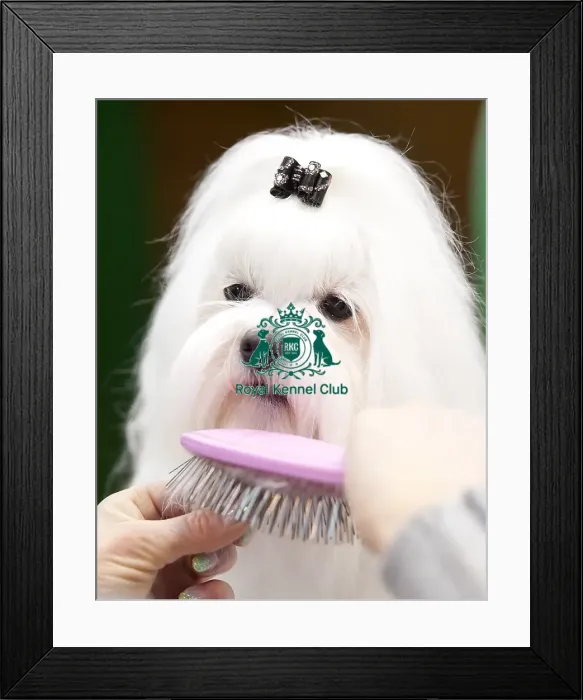 Framed Print : Crufts 2015