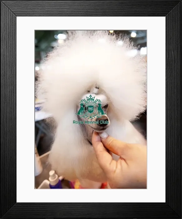 Framed Print : Crufts 2015 Framed Print : Crufts 2015