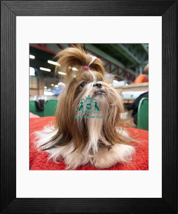 Framed Print : Crufts 2015 Framed Print : Crufts 2015