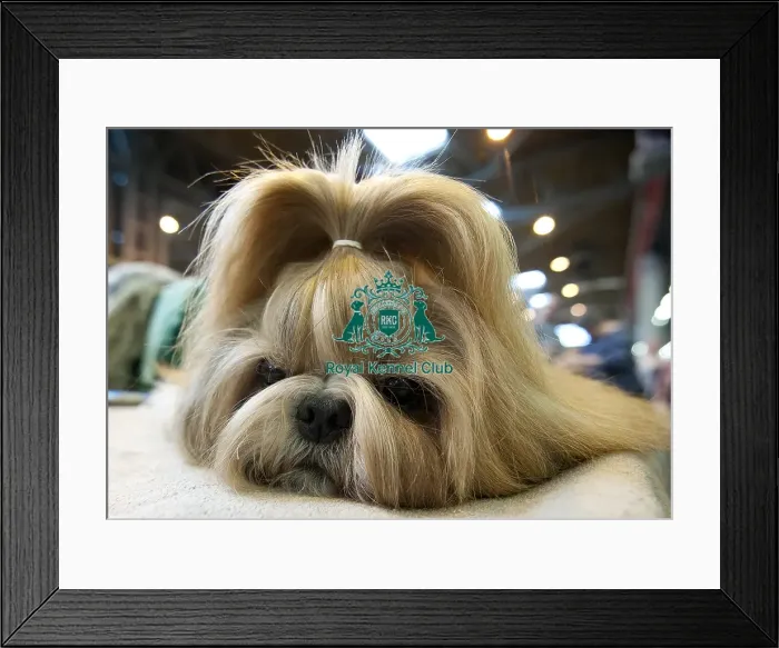 Framed Print : Crufts 2015 Framed Print : Crufts 2015