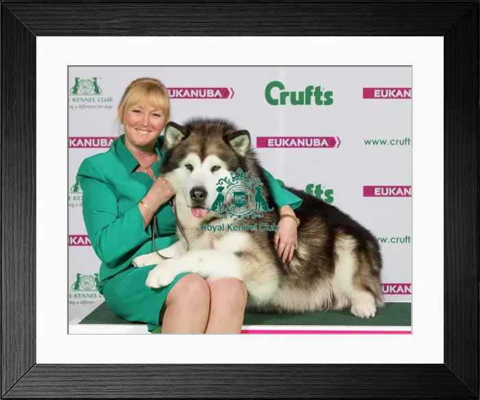 Framed Print : Crufts 2015 Framed Print : Crufts 2015