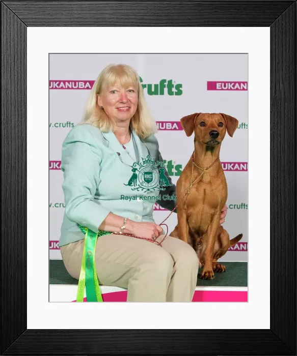 Framed Print : Crufts 2015 Framed Print : Crufts 2015