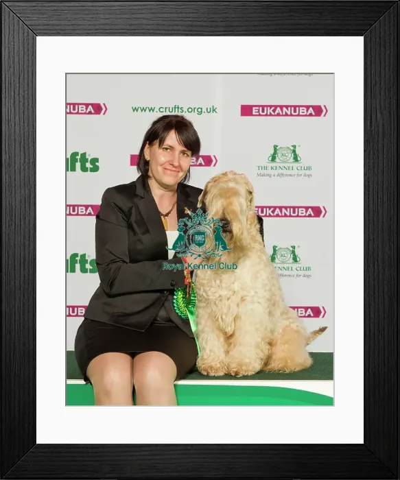 Framed Print : Crufts 2015 Framed Print : Crufts 2015