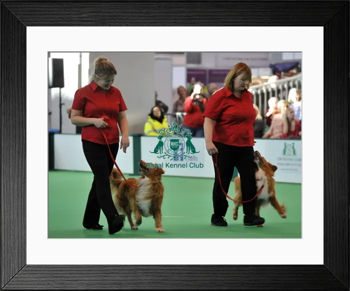 Framed Print : Crufts 2015 Framed Print : Crufts 2015