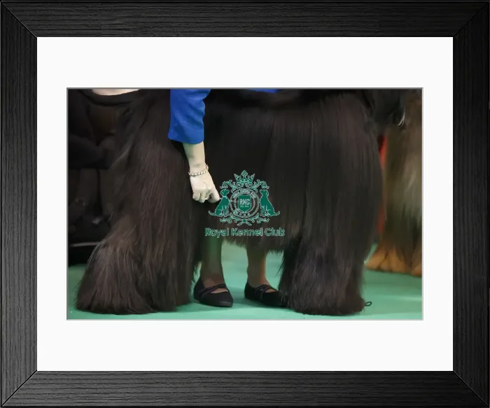 Framed Print : Crufts 2015 Framed Print : Crufts 2015