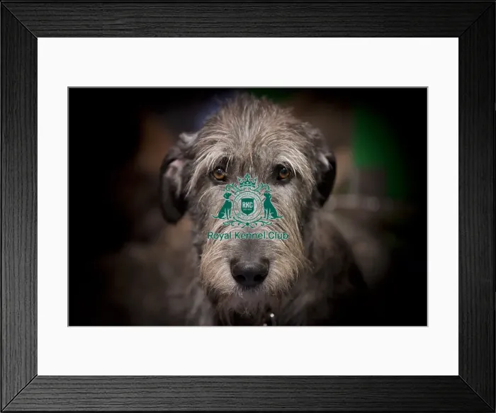 Framed Print : Crufts 2015 Framed Print : Crufts 2015
