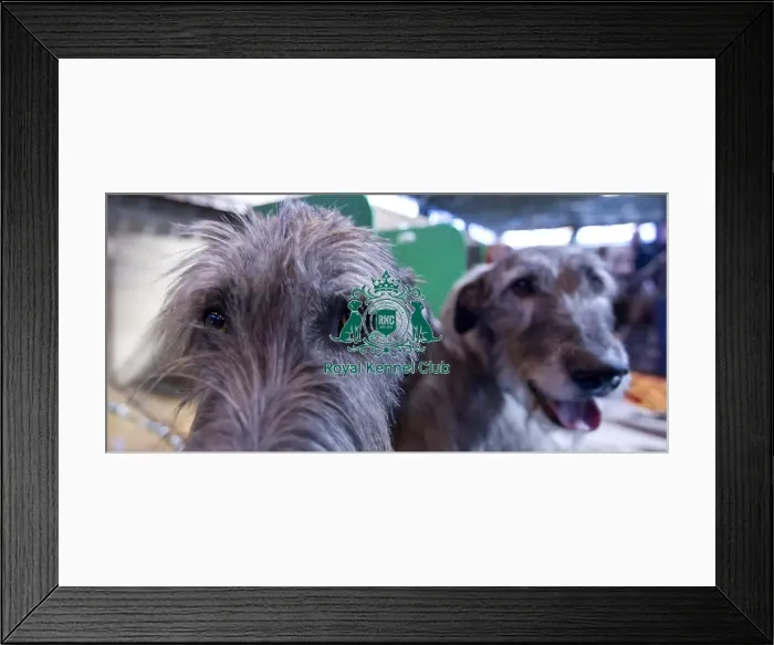 Framed Print : Crufts 2015 Framed Print : Crufts 2015