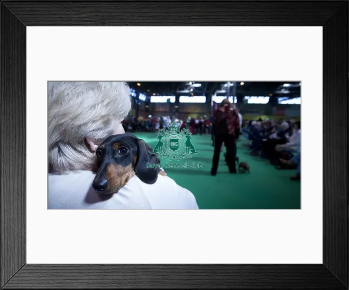 Framed Print : Crufts 2015 Framed Print : Crufts 2015
