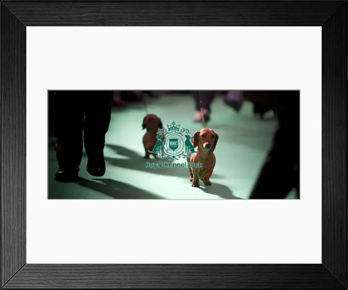 Framed Print : Crufts 2015 Framed Print : Crufts 2015