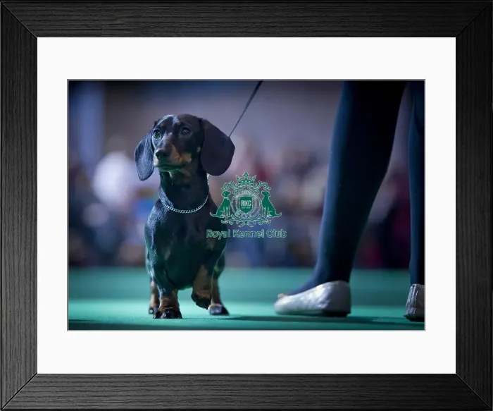 Framed Print : Crufts 2015 Framed Print : Crufts 2015