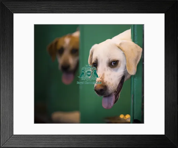 Framed Print : Crufts 2015