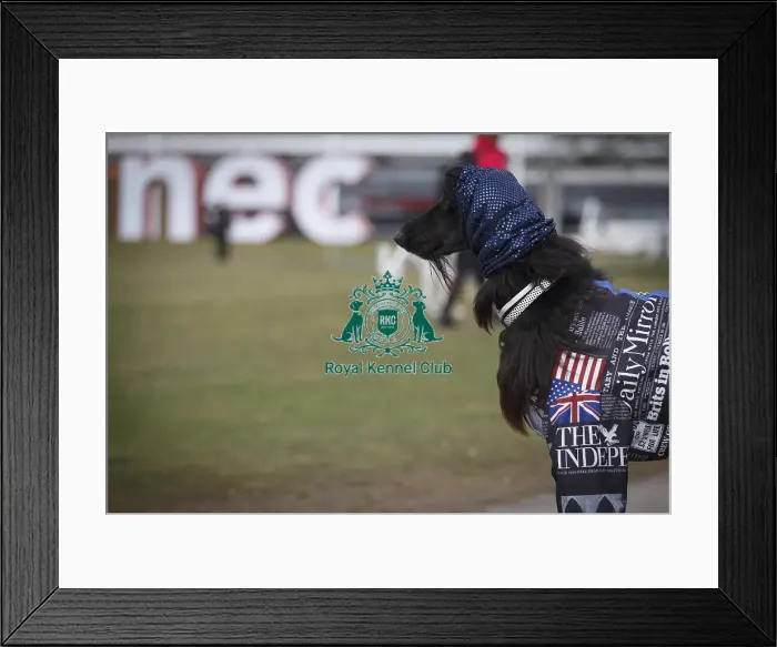 Framed Print : Crufts 2015 Framed Print : Crufts 2015