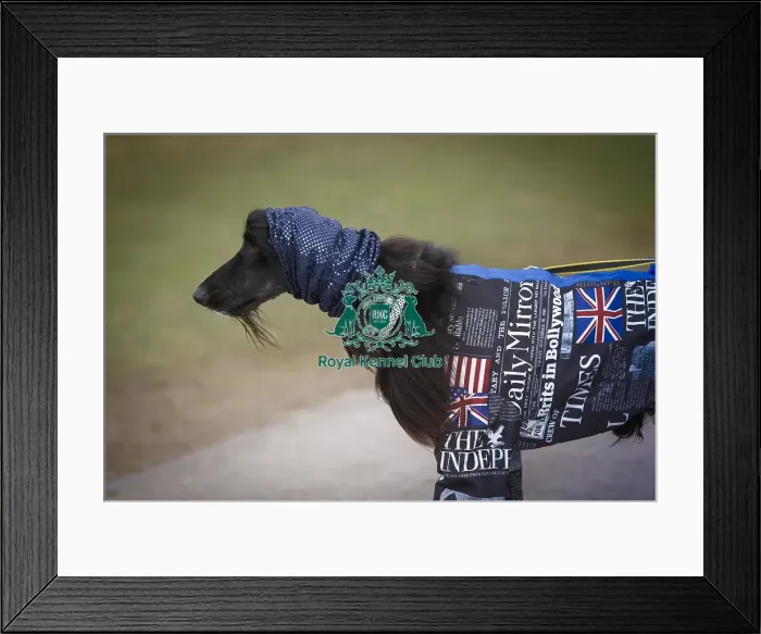 Framed Print : Crufts 2015 Framed Print : Crufts 2015