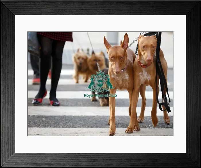 Framed Print : Crufts 2015 Framed Print : Crufts 2015