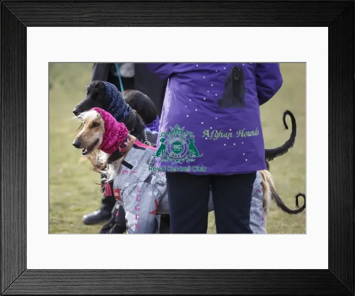 Framed Print : Crufts 2015 Framed Print : Crufts 2015