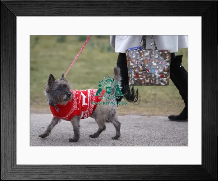 Framed Print : Crufts 2015 Framed Print : Crufts 2015