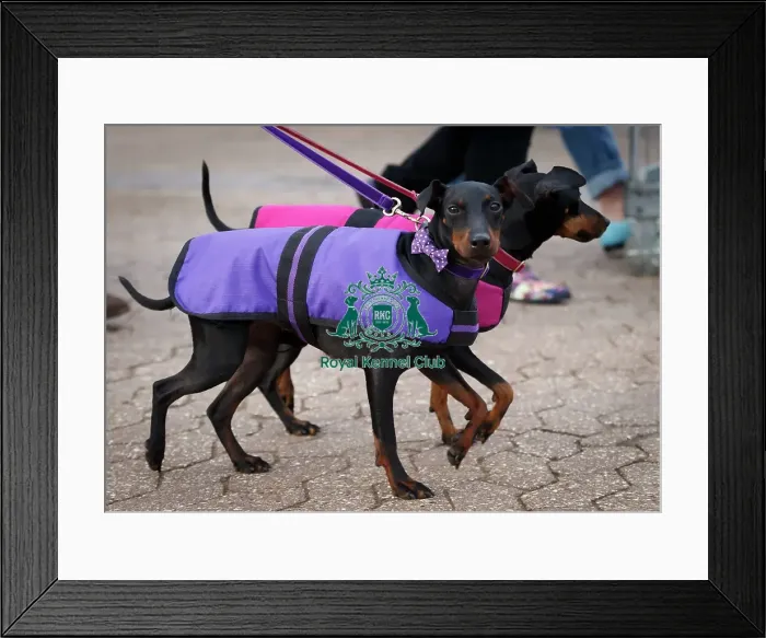 Framed Print : Crufts 2015 Framed Print : Crufts 2015