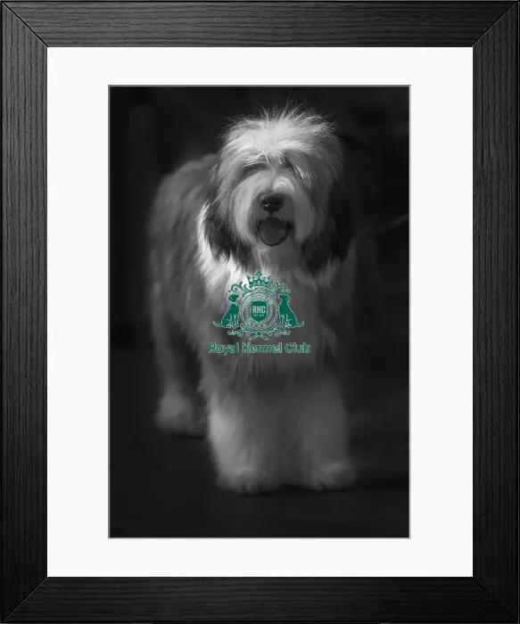 Framed Print : Crufts 2015 Framed Print : Crufts 2015