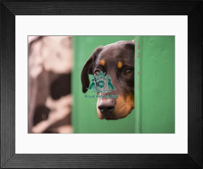 Framed Print : Crufts 2015 Framed Print : Crufts 2015