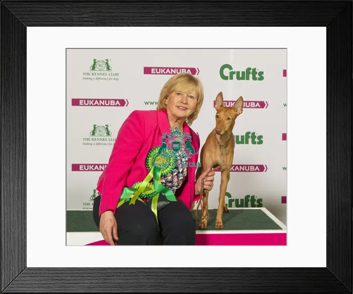 Framed Print : Crufts 2015 Framed Print : Crufts 2015