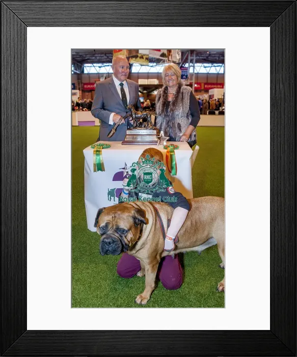 Framed Print : Crufts 2015 Framed Print : Crufts 2015