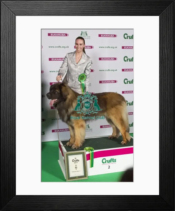 Framed Print : Crufts 2015 Framed Print : Crufts 2015
