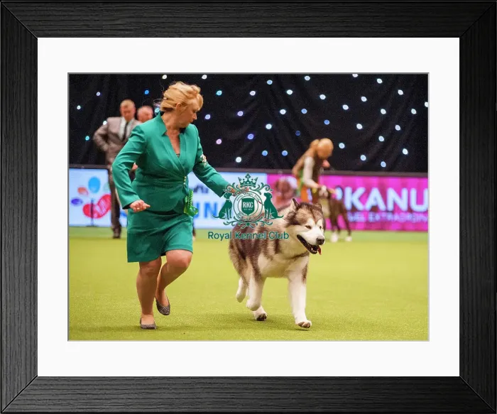 Framed Print : Crufts 2015 Framed Print : Crufts 2015