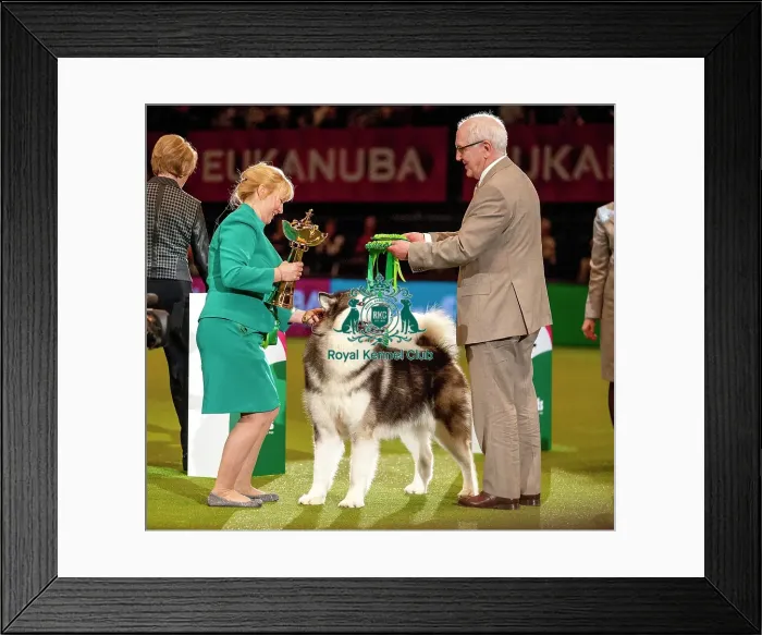Framed Print : Crufts 2015 Framed Print : Crufts 2015
