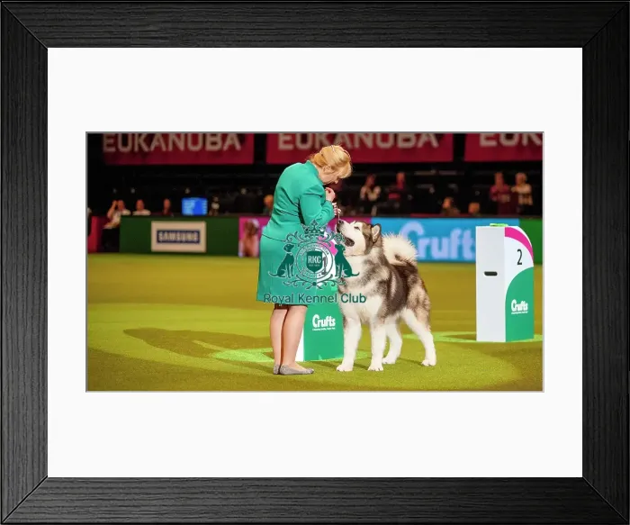 Framed Print : Crufts 2015 Framed Print : Crufts 2015