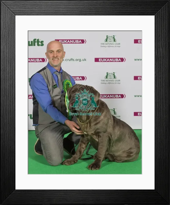 Framed Print : Crufts 2015 Framed Print : Crufts 2015