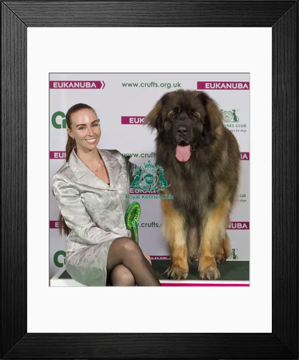 Framed Print : Crufts 2015 Framed Print : Crufts 2015