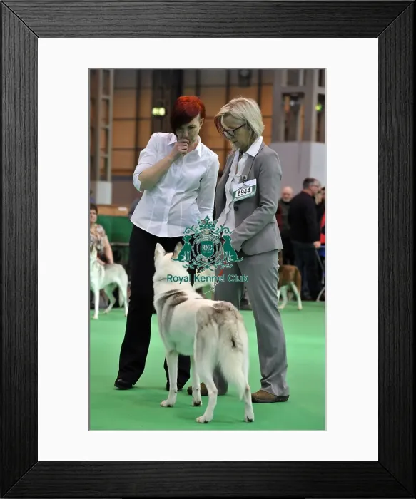 Framed Print : Crufts 2015 Framed Print : Crufts 2015
