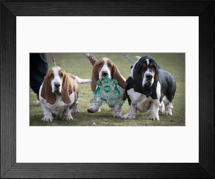 Framed Print : Crufts 2015 Framed Print : Crufts 2015