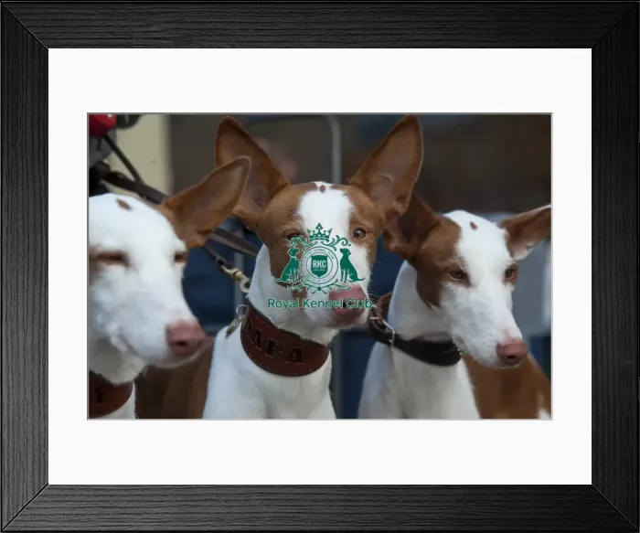 Framed Print : Crufts 2015 Framed Print : Crufts 2015