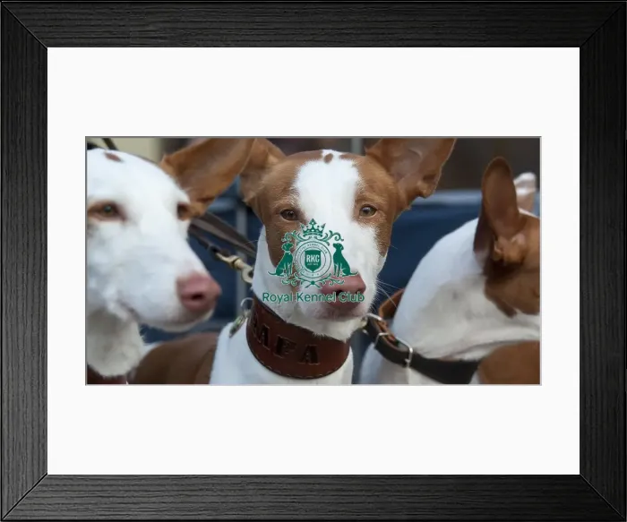 Framed Print : Crufts 2015 Framed Print : Crufts 2015
