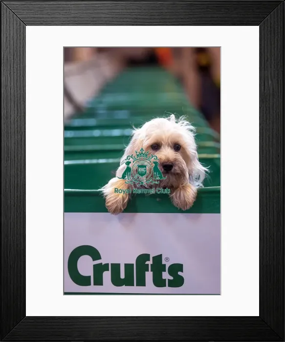 Framed Print : Crufts 2015 Framed Print : Crufts 2015
