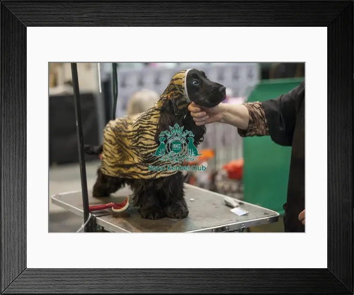 Framed Print : Crufts 2015 Framed Print : Crufts 2015