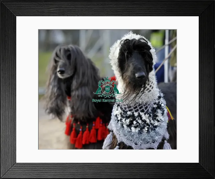 Framed Print : Crufts 2015 Framed Print : Crufts 2015