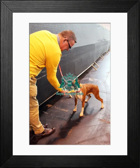 Framed Print : boxer. icecream Framed Print : boxer. icecream