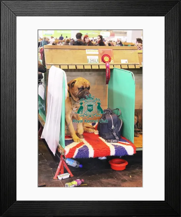 Framed Print : bull mastiff Framed Print : bull mastiff
