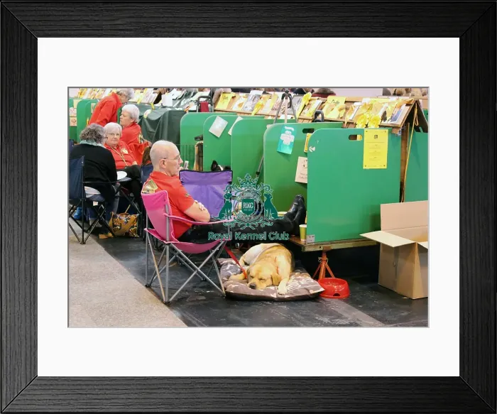 Framed Print : labrador. general shot Framed Print : labrador. general shot